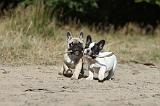 BOULEDOGUE FRANCAIS 152